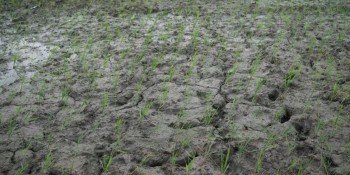 नेपालको सुक्खाग्रस्त क्षेत्रमा बेलायती संस्थाले सहयोग गर्ने